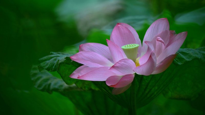 今日壁纸分享-抖有网