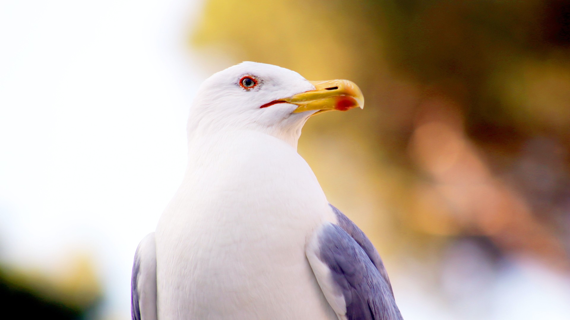 6f0afc714d20240729084523