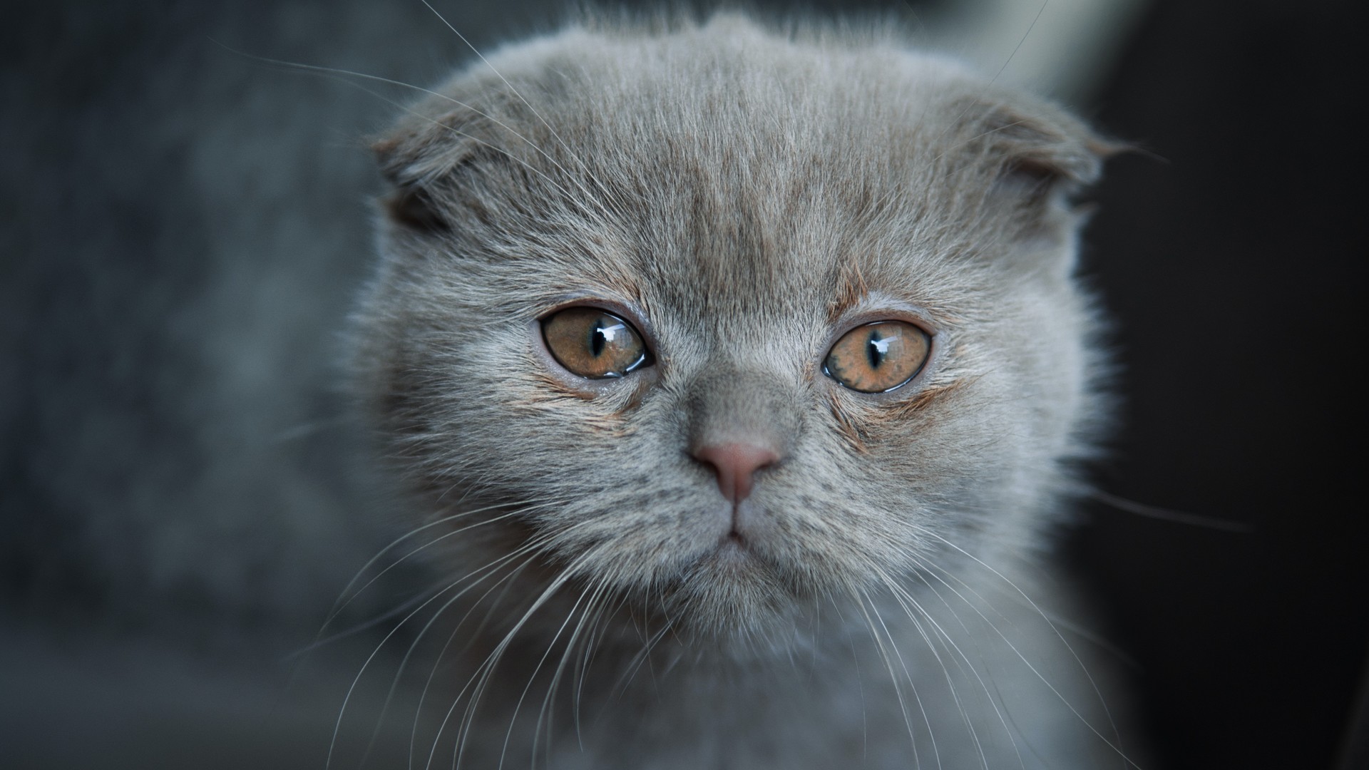 f205dc234920240823095240