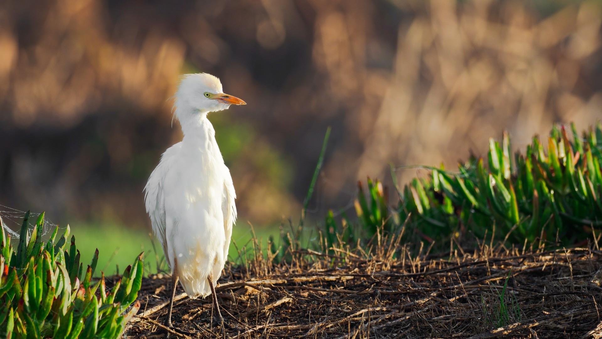 9de68bce4620240902081722